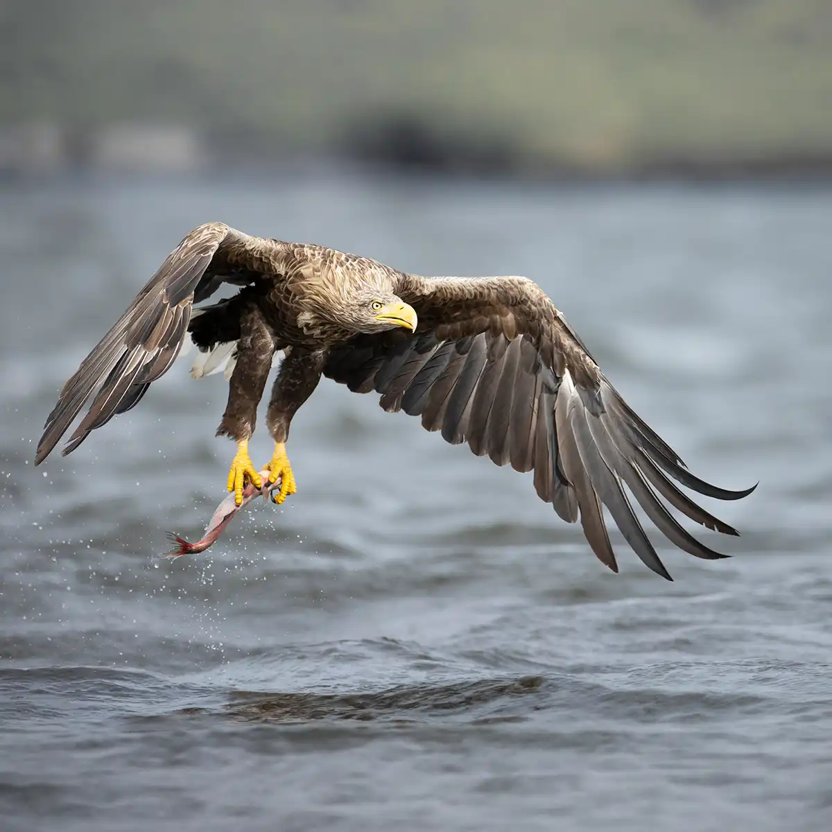 Discover Wildlife and Birdlife
